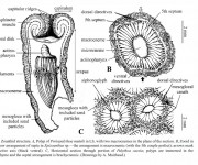 Image from the paper Invertebrate Systematics, 2003, 17, 407–428