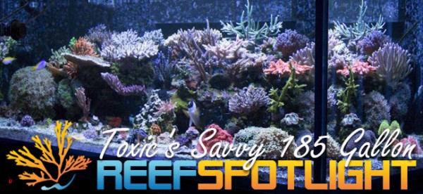 Reef Spotlight Mag Featured Image