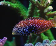 The M. bipartitus (female shown) natural diet is almost exclusively shelled protozoa and small snails.