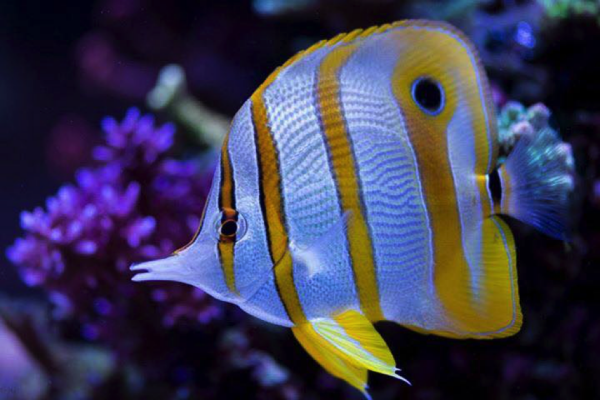 Copperband butterflyfish (Chelmon rostratus)