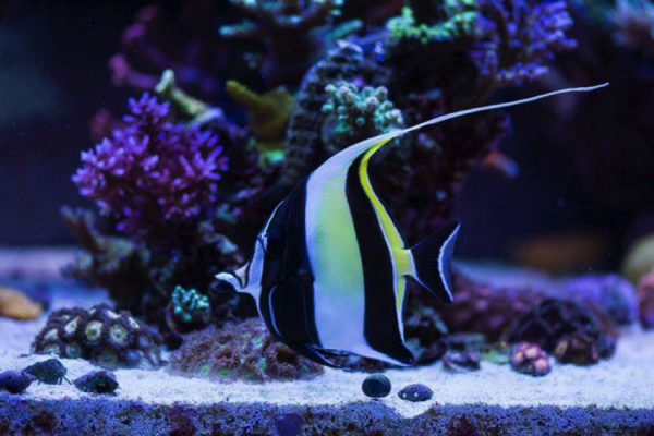 Moorish idol (Zanclus cornutus)