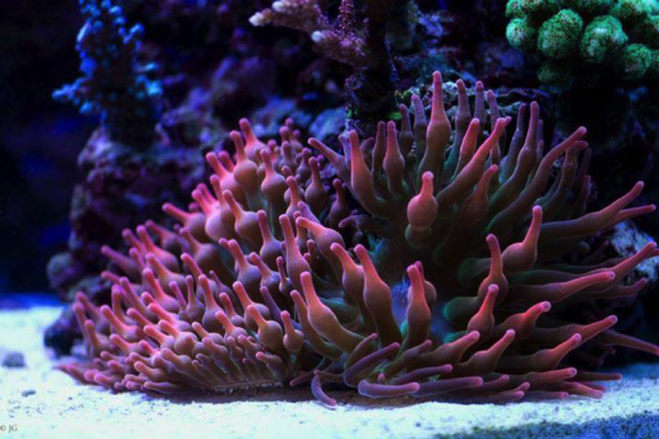 Watermelon bubble-tip anemone (Entacmaea quadricolor)