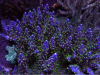 Acropora secale from the author's 300-gal. reef aquarium.