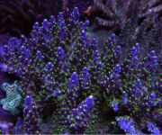 Acropora secale from the author's 300-gal. reef aquarium.