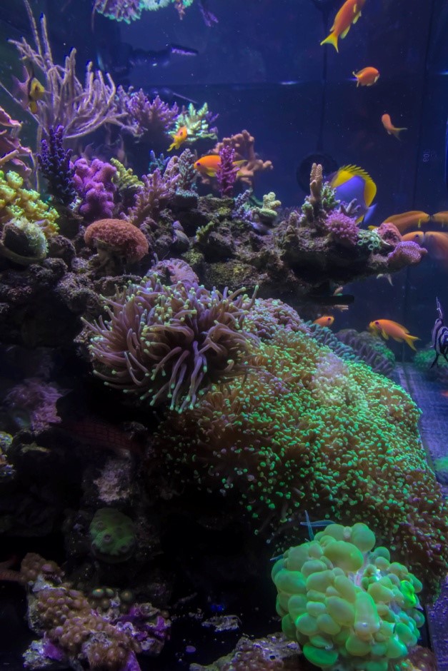 SERA POND ROYAL NATURE LARGE 2.3 LB - The Hidden Reef, Inc