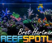Reef Spotlight