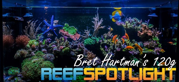 Reef Spotlight