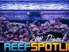 Reef Spotlight