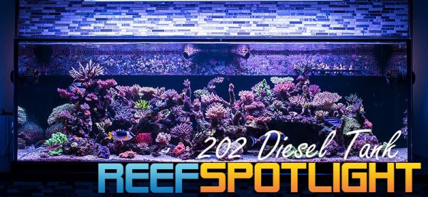 Reef Spotlight