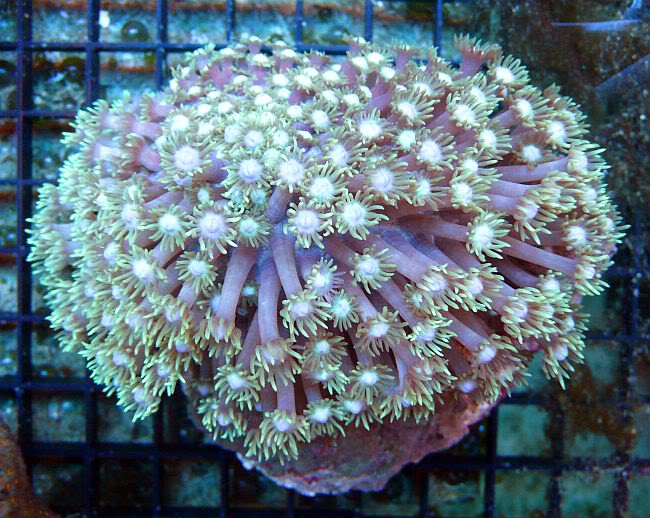 Goniopora image via R2R member AquaSD.com