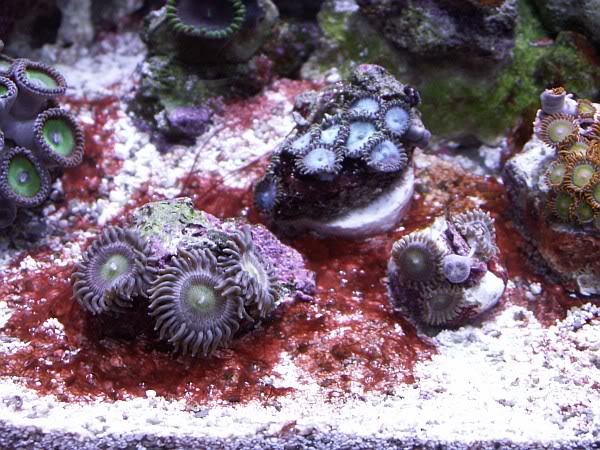 cyanobacteria image via reef2reef member murfman