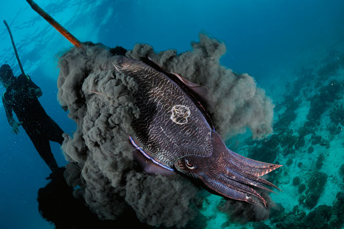 cuttlefish ink image via http://ngm.nationalgeographic.com