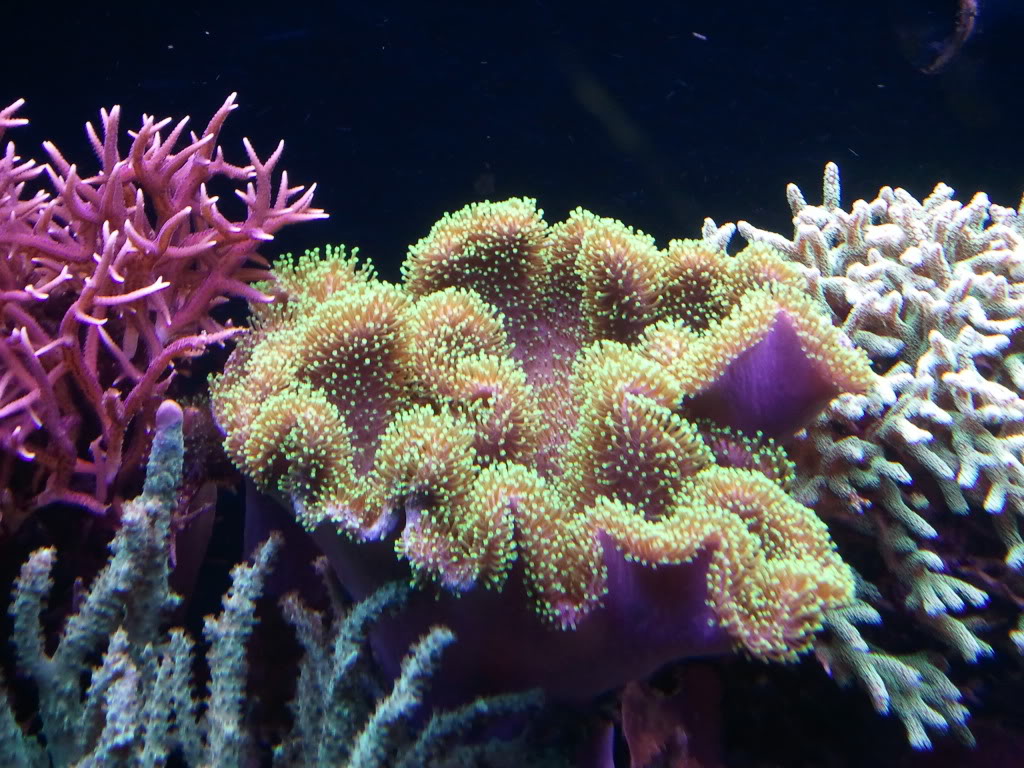 toadstool leather (center) image via reef2reef member donfishy