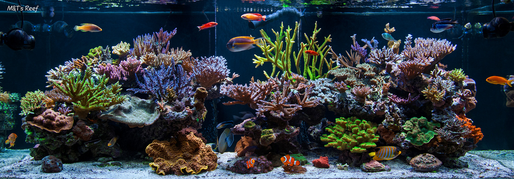 Image result for filter for reef tank