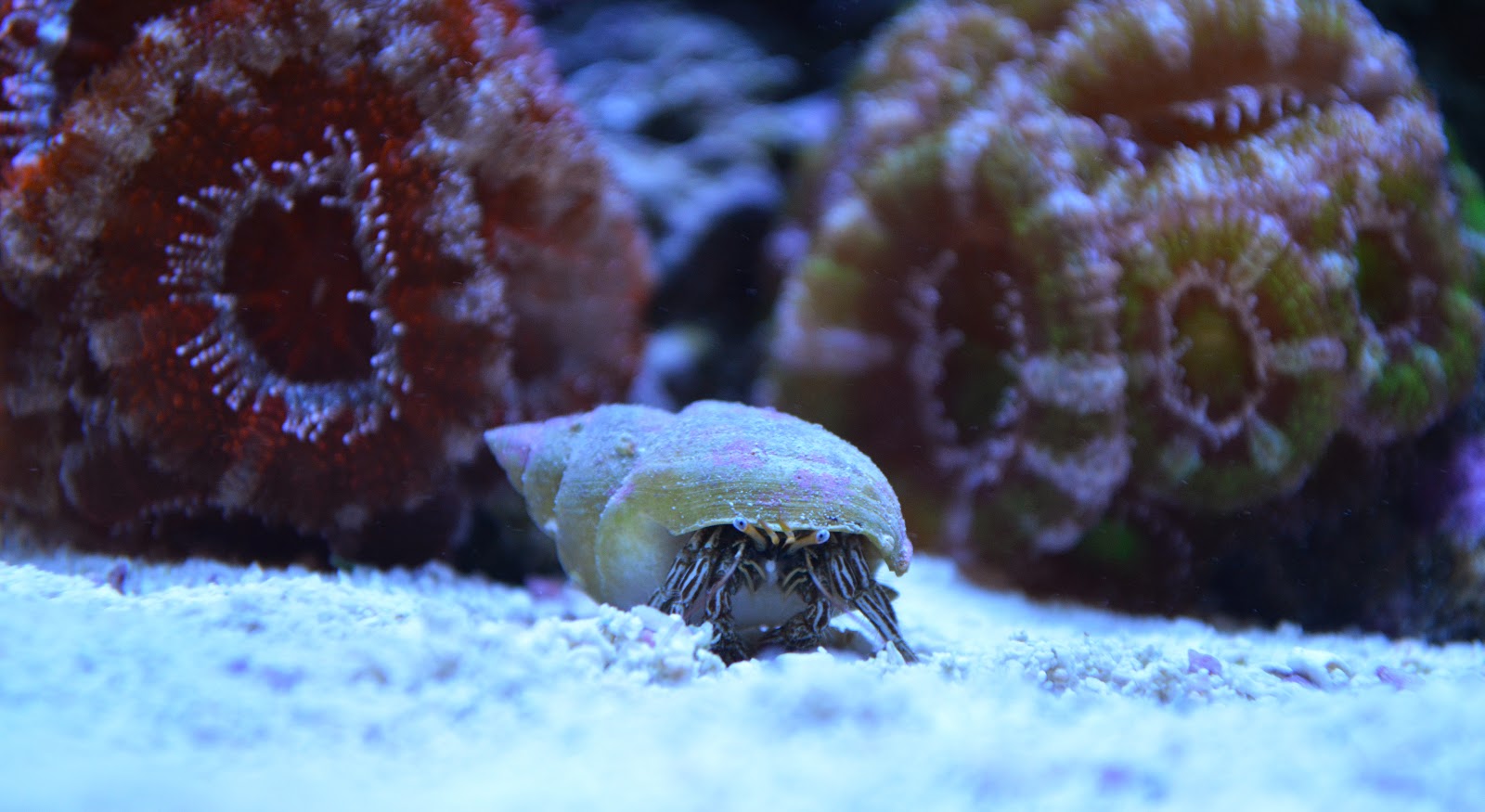 hermit crab image via reef2reef member Rickyrooz