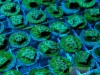 image via Unique Corals