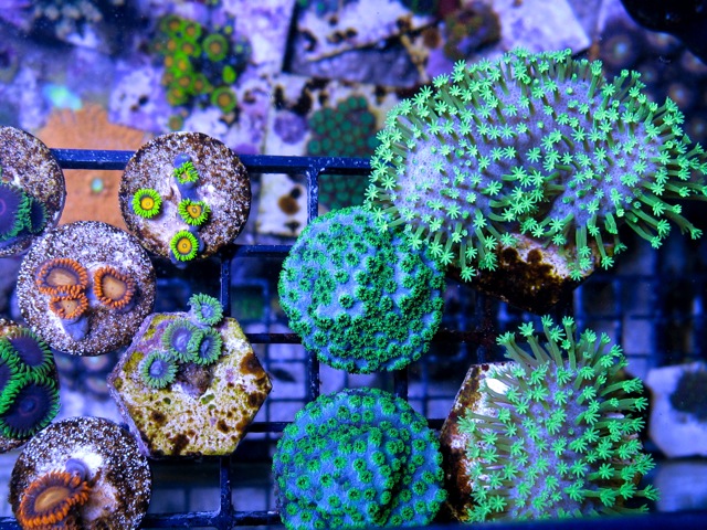 assorted coral image via reef2reef member blaten