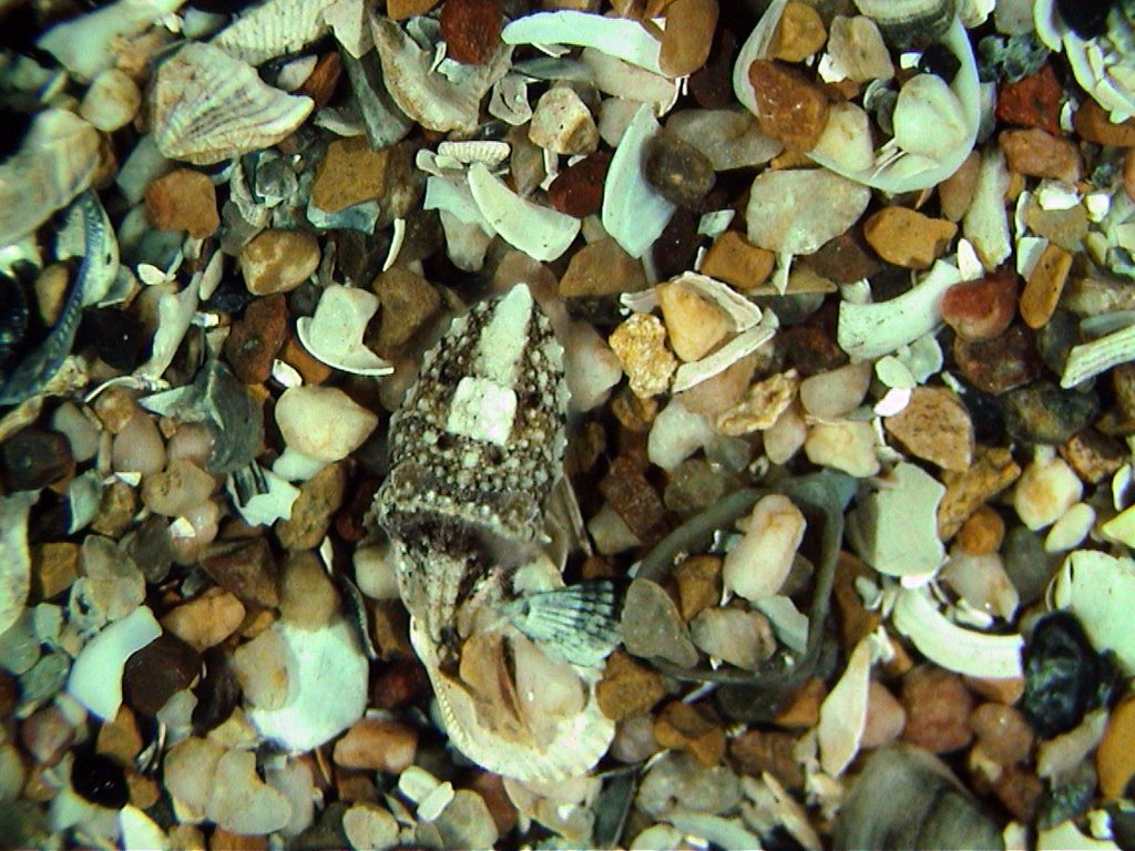 camouflaged cuttlefish image stopdown.net