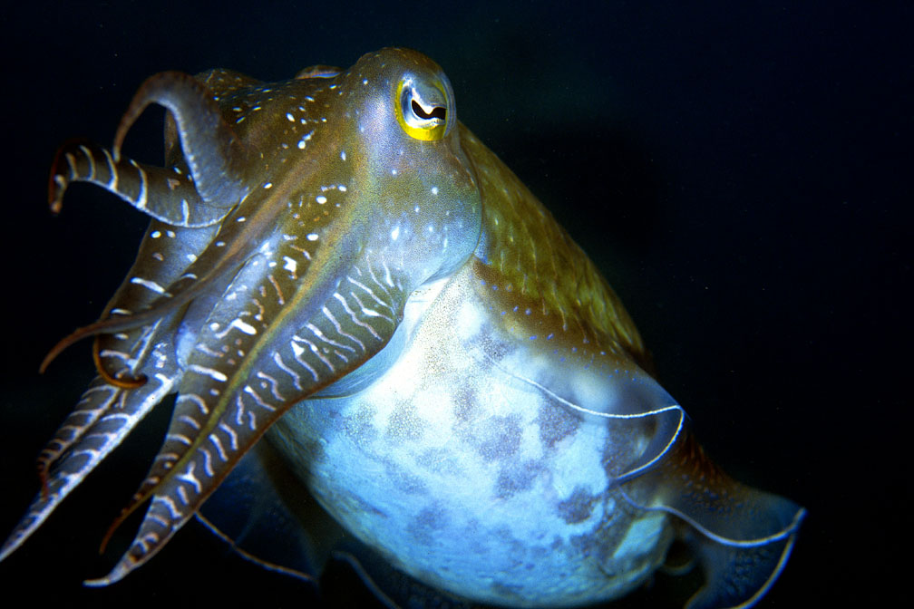 cuttlefish