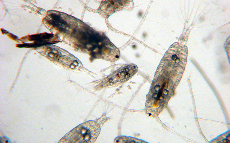zooplankton image via http://www.teachoceanscience.net