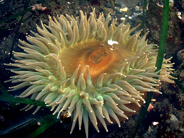 anthopleura sola anemone via wunderground.com 