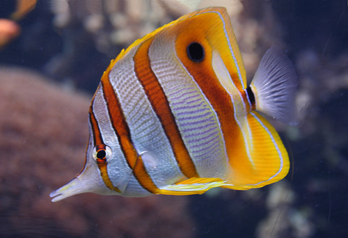 copperband butterfly fish image via library.thinkquest.org