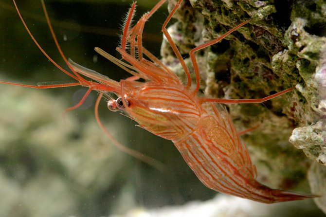 peppermint shrimp image via practicalfishkeeping.co.uk