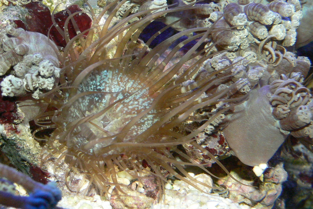 closeup photo of aiptasia anemone: not how it is stinging coral close by