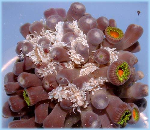 berghia eating aiptasia anemones that were situated in between the polyps of the coral colony: image via saltyunderground.com