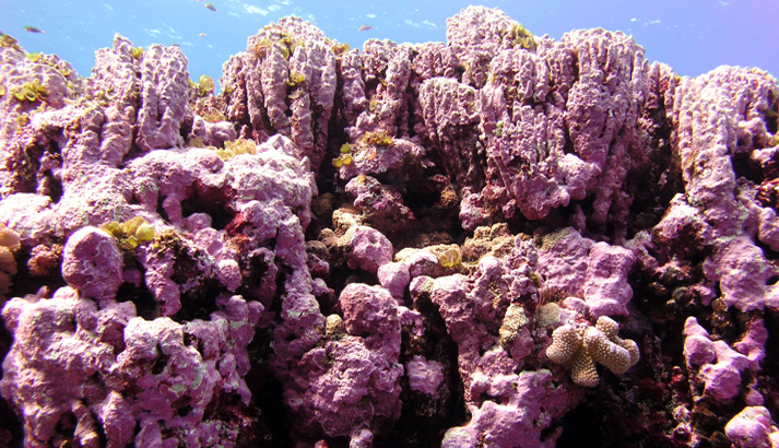 coralline covered aquascape image via www.fws.gov