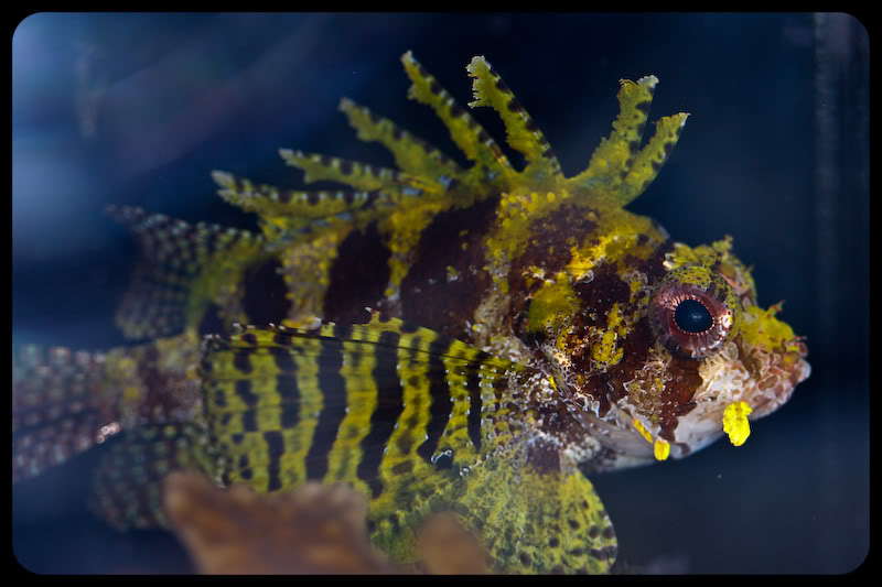 Yellow Dwarf Lionfish image via reef2reef member Breakin Newz