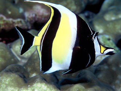 Moorish Idol requires a specialized diet and has a high mortality rate in the home aquarium