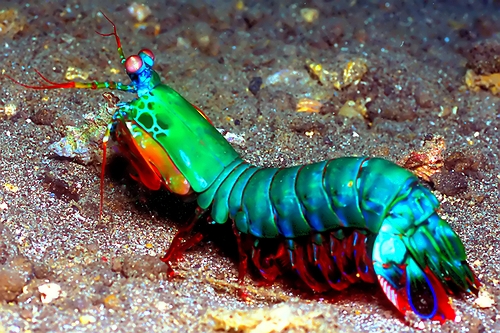 mantis shrimp image via realmonstrosities.com