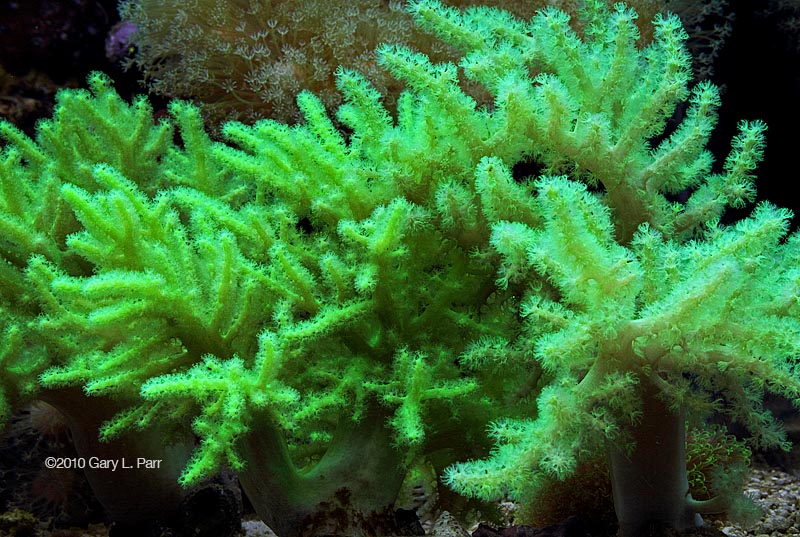 nephthea coral image via reef2reef member gparr