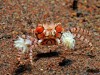 pom pom crab image via bio390parasitology.blogspot.com