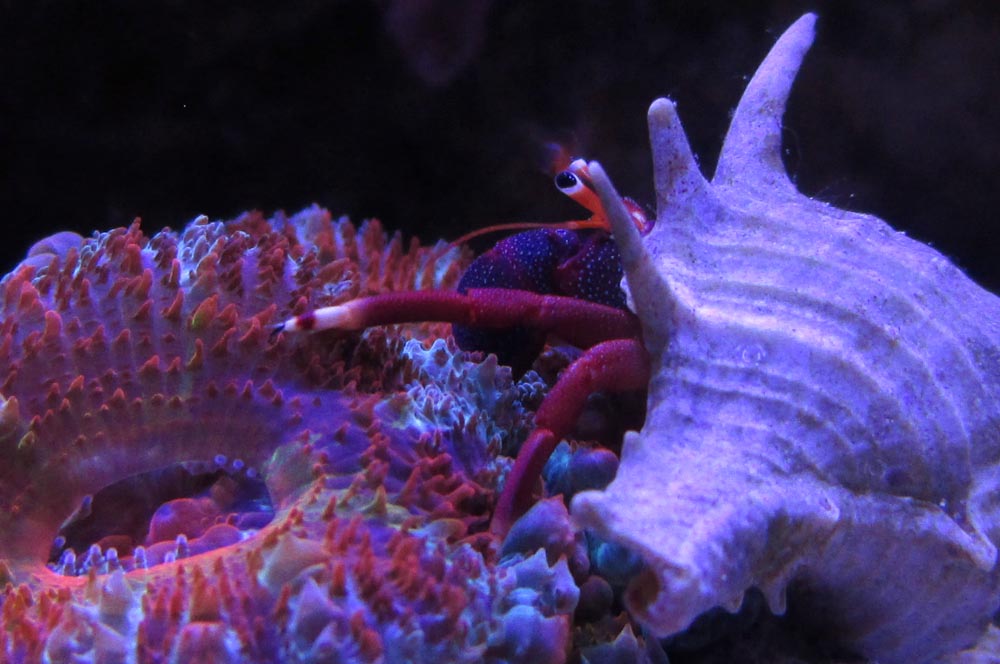 hermit crab on acan lord coral image via reef2reef member Mr. Microscope