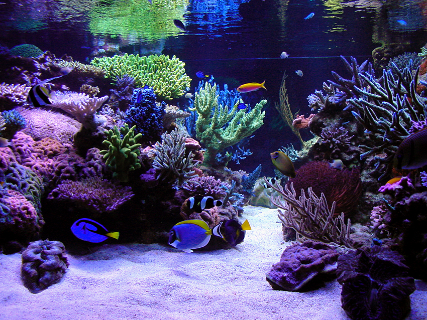 Steve Weast's Reef Aquarium nice and clean