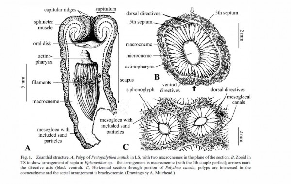 Image from the paper Invertebrate Systematics, 2003, 17, 407–428