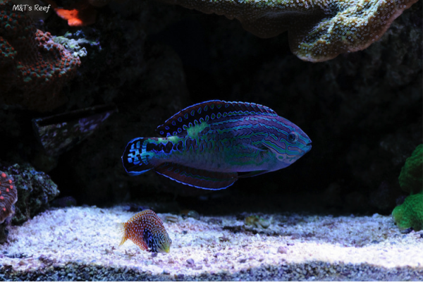 Male and female Macropharyngodon bipartitus in the author's aquarium.