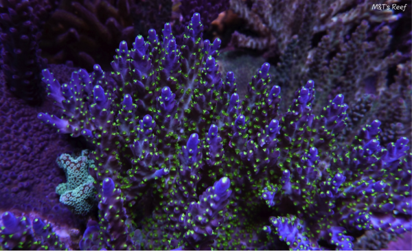 Acropora secale from the author's 300-gal. reef aquarium.