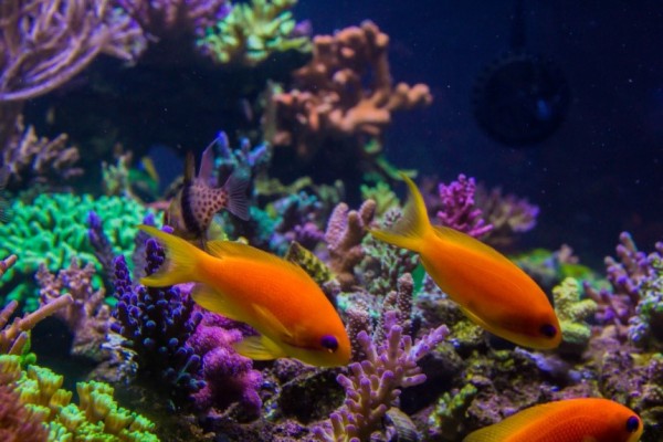 Reef Spotlight: Bret Hartman's 120g - REEFEDITION